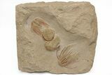 Red Selenopeltis & Asaphellus Trilobites - Fezouata Formation #213141-1